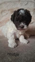LAATSTE!!  mini labradoodle F1b pup - MAG VERHUIZEN!! ❣️❣️, Dieren en Toebehoren, Overige rassen, CDV (hondenziekte), 8 tot 15 weken