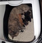 Kittens, Poes, 0 tot 2 jaar