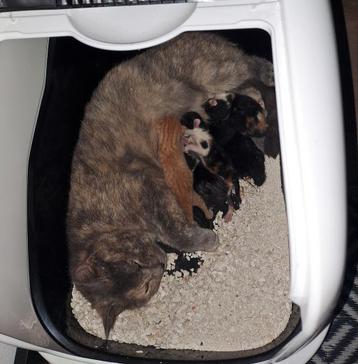 Kittens beschikbaar voor biedingen
