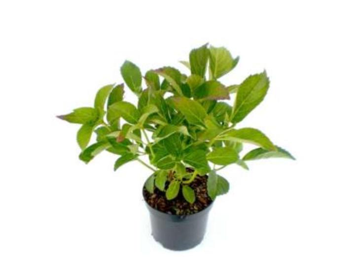 Boerenhortensia wit, roze en blauw Annabelle Pluimhortensia, Tuin en Terras, Planten | Tuinplanten, Vaste plant, Overige soorten
