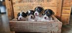 Jackrusselpups, Jack Russels, tricolor pups , jack russel, Dieren en Toebehoren, Rabiës (hondsdolheid), Jack Russell Terriër, 8 tot 15 weken