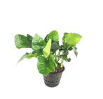 Anubias barteri 'Wrinkle Leaf' Aquariumplant, Vaste plant, Ophalen of Verzenden, Bloeit niet, Halfschaduw
