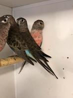 Div bourkeparkieten, Dieren en Toebehoren, Vogels | Parkieten en Papegaaien, Meerdere dieren, Parkiet