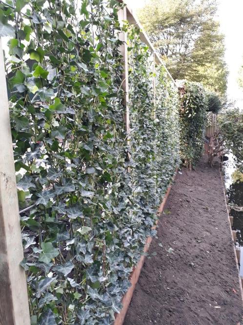 Hedera haag - Kant en klaar Scherm - Hedera rekken - Hederaa, Tuin en Terras, Planten | Tuinplanten, Vaste plant, Klimplanten