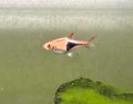 Kegelvlek Barbeel / Rasbora, Dieren en Toebehoren, Vis, Zoetwatervis