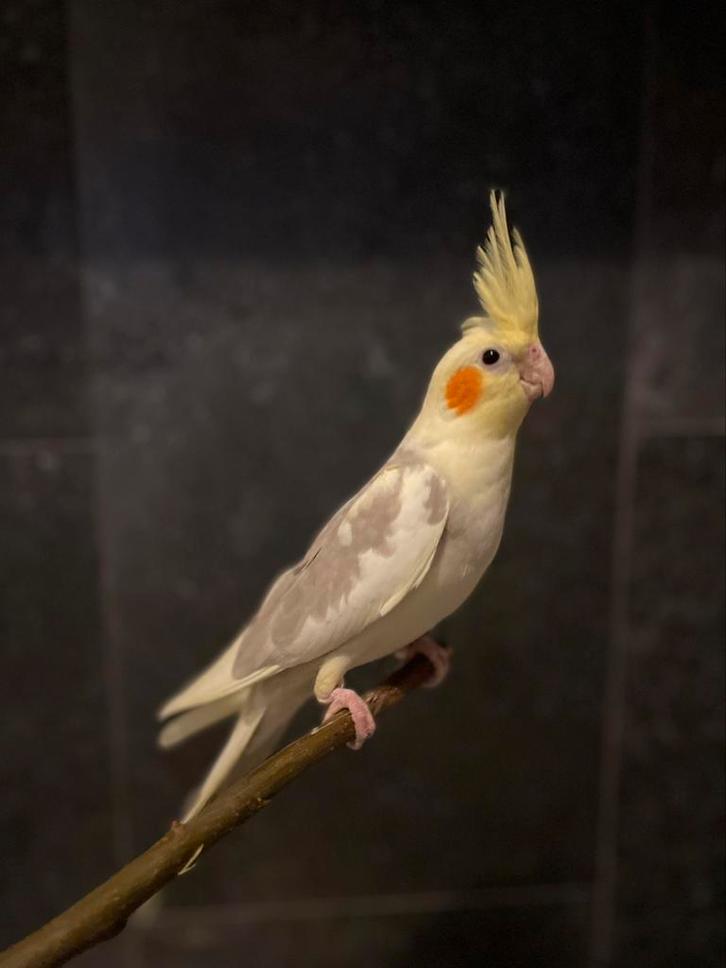 Tamme baby valkparkiet. Geschikt voor kids., Dieren en Toebehoren, Vogels | Parkieten en Papegaaien, Parkiet, Geslacht onbekend