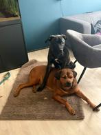 2 mooi puppy, Dieren en Toebehoren, Parvo, 8 tot 15 weken, Groot, Meerdere