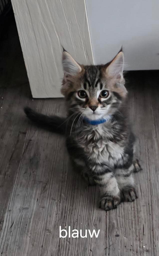 Lieve mooie maincoon kittens zoeken een nieuw huisje, Dieren en Toebehoren, Katten en Kittens | Raskatten | Langhaar, Meerdere dieren