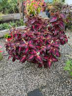 Gigantische Siernetel (Coleus) - Donkerpaars met roze blad, Ophalen, Overige soorten, Halfschaduw, In pot