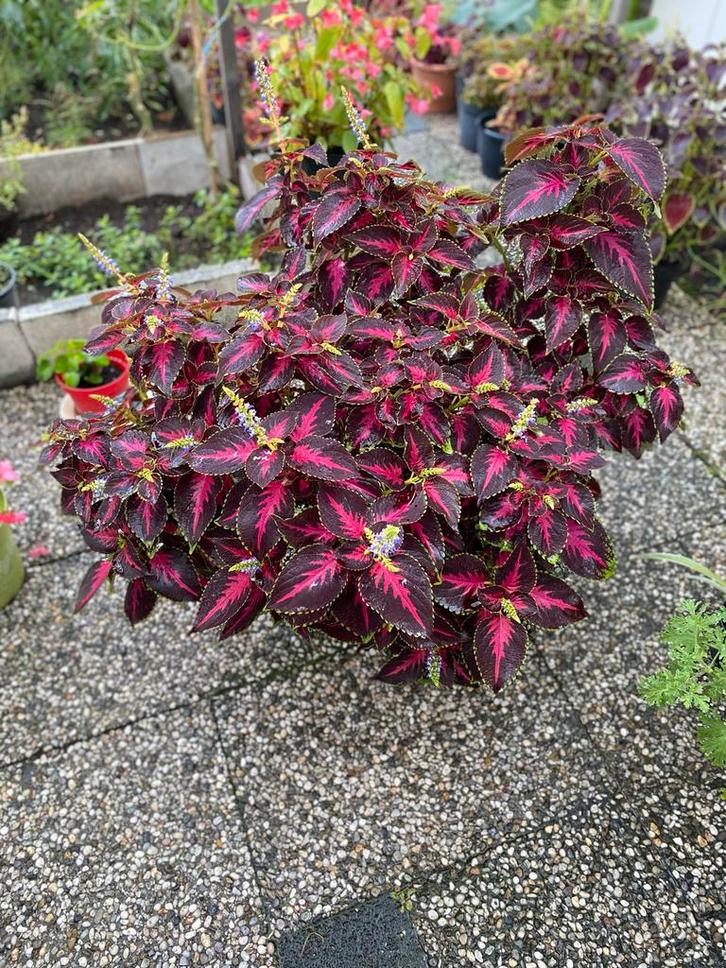 Gigantische Siernetel (Coleus) - Donkerpaars met roze blad, Huis en Inrichting, Kamerplanten, Overige soorten, Minder dan 100 cm