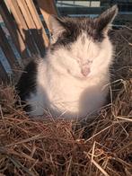 poes, Dieren en Toebehoren, Pluimvee, Vrouwelijk, Overige soorten