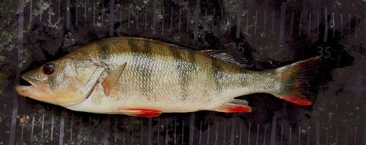 Set C 02 van 8 stuks Ultra Light dropshot streamertjes, Watersport en Boten, Hengelsport | Roofvissen, Nieuw, Complete set, Ophalen of Verzenden