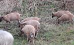 8 castlemilk moorit ram lammeren, Dieren en Toebehoren, Schapen, Geiten en Varkens, Mannelijk, Schaap, 0 tot 2 jaar