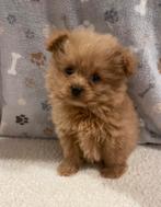 Pomeriaan x Toy Poedel Pomapoo Puppy’s, Particulier, Overige rassen, 8 tot 15 weken, Buitenland