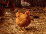 New-Hampshire groot | Goede leggers | Passend advies