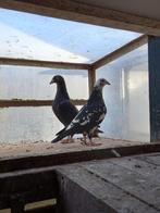 Koppel Scherens vangramberen., Meerdere dieren, Overige soorten