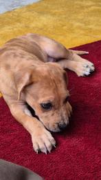 🐾 !!  pup vrijgekomen - Rhodesian Ridgeback kruising !! 🐾, Dieren en Toebehoren, Rabiës (hondsdolheid), 8 tot 15 weken, Meerdere