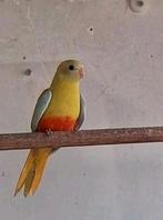 Tekoop 3 jonge Turquasines 2025, Dieren en Toebehoren, Vogels | Parkieten en Papegaaien, Meerdere dieren, Parkiet