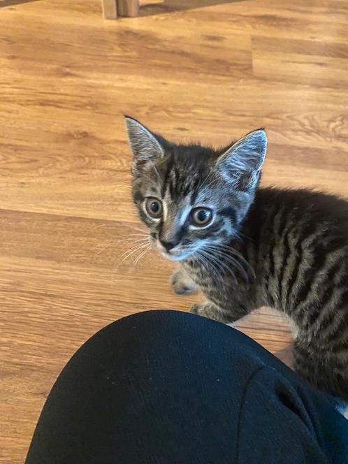 Lieve kitten, Dieren en Toebehoren, Katten en Kittens | Overige Katten, Kater