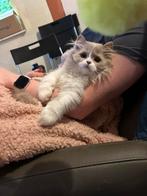 Brits lang en korthaar kittens met stamboom, Dieren en Toebehoren, Katten en Kittens | Raskatten | Langhaar, Meerdere dieren, Gechipt
