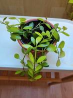 Dischidia Oiantha Green, Huis en Inrichting, Ophalen of Verzenden, Halfschaduw, Minder dan 100 cm