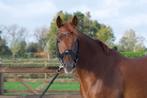 Lieve betrouwbare merrie, Dieren en Toebehoren, Paarden, Merrie, Gechipt, L, 160 tot 165 cm