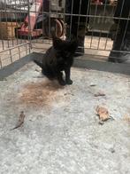 3 katers en 3 poezen, Meerdere dieren, Kortharig, 0 tot 2 jaar