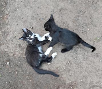 Europese  kittens  beschikbaar voor biedingen