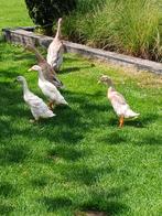 Jonge loopeenden, Dieren en Toebehoren, Pluimvee, Meerdere dieren, Eend