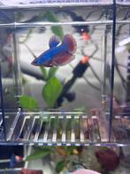 Prachtige Betta man, Dieren en Toebehoren, Vissen | Aquariumvissen, Vis