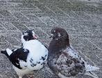 Kingduiven, Meerdere dieren
