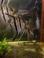 Santa isabel red back maanvissen, Dieren en Toebehoren, Vissen | Aquariumvissen, Vis