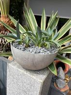 Mooie groene agave stekjes( 8 stuks) in artestone sier  pot, Ophalen, Bloeit niet, Overige soorten, Volle zon