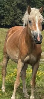 Haflinger merrie bereden betuigd dragend 2026, Dieren en Toebehoren, Pony's, Met stamboom, Zadelmak, 3 tot 6 jaar, Recreatiepony