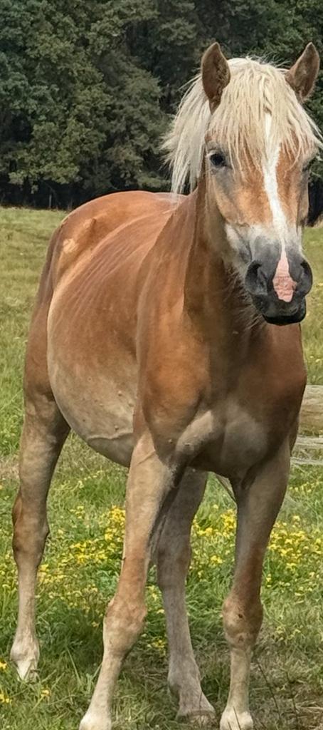 Haflinger merrie bereden betuigd dragend 2026, Dieren en Toebehoren, Pony's, Merrie, Zadelmak, E pony (1.48m - 1.57m), Recreatiepony