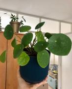 Pannenkoek plant in blauwe Elho Vibes pot, Ophalen, Overige soorten, In pot, Minder dan 100 cm