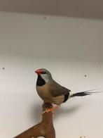 Spitsstaart amadines, Dieren en Toebehoren, Meerdere dieren, Tropenvogel, Geringd