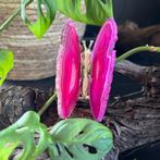 Agaat vlinder - roze, Ophalen of Verzenden, Mineraal