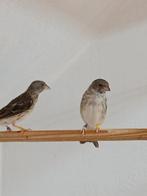 Witstuit edelzangers, Meerdere dieren, Tropenvogel, Geringd