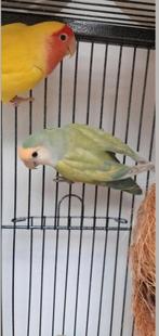 Tamme agaponis, Dieren en Toebehoren, Meerdere dieren, Parkiet