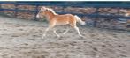 Haflinger hengstveulen, Dieren en Toebehoren, Pony's, E pony (1.48m - 1.57m), Niet van toepassing, Hengst, Gechipt