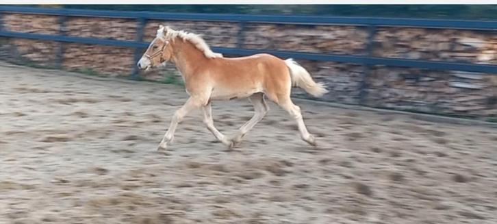 Haflinger hengstveulen, Dieren en Toebehoren, Pony's, Hengst, Niet van toepassing, E pony (1.48m - 1.57m), 0 tot 2 jaar, Gechipt