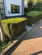 Taxus haag gratis zelf uitgraven, Tuin en Terras, Planten | Struiken en Hagen, Ophalen, Taxus, Haag, 100 tot 250 cm