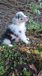 Schitterende Australian Shepherd pups (Aussie), Dieren en Toebehoren, Nederland, 8 tot 15 weken, CDV (hondenziekte), Meerdere