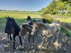 Appaloosa"s :Jaarlingen en veulens te koop, Dieren en Toebehoren, Paarden, Meerdere dieren, Onbeleerd, Gechipt, 0 tot 2 jaar