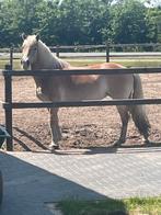 Super Haflinger Merrie, Dieren en Toebehoren, Paarden, Merrie, Dressuurpaard