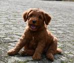 Australian Labradoodle pups, Dieren en Toebehoren, CDV (hondenziekte), 8 tot 15 weken, Nederland, Eén hond