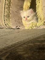 Ragdoll/pers kitten, Meerdere dieren, Ontwormd, 0 tot 2 jaar