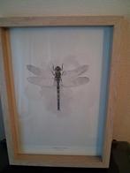Schilderijtje/poster van libelle ( achter plexiglas), Minder dan 50 cm, Nieuw, Ophalen of Verzenden, Foto of Poster