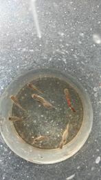 Guppies 10 stuks mannetjes en vrouwtjes, Dieren en Toebehoren, Vissen | Vijvervissen